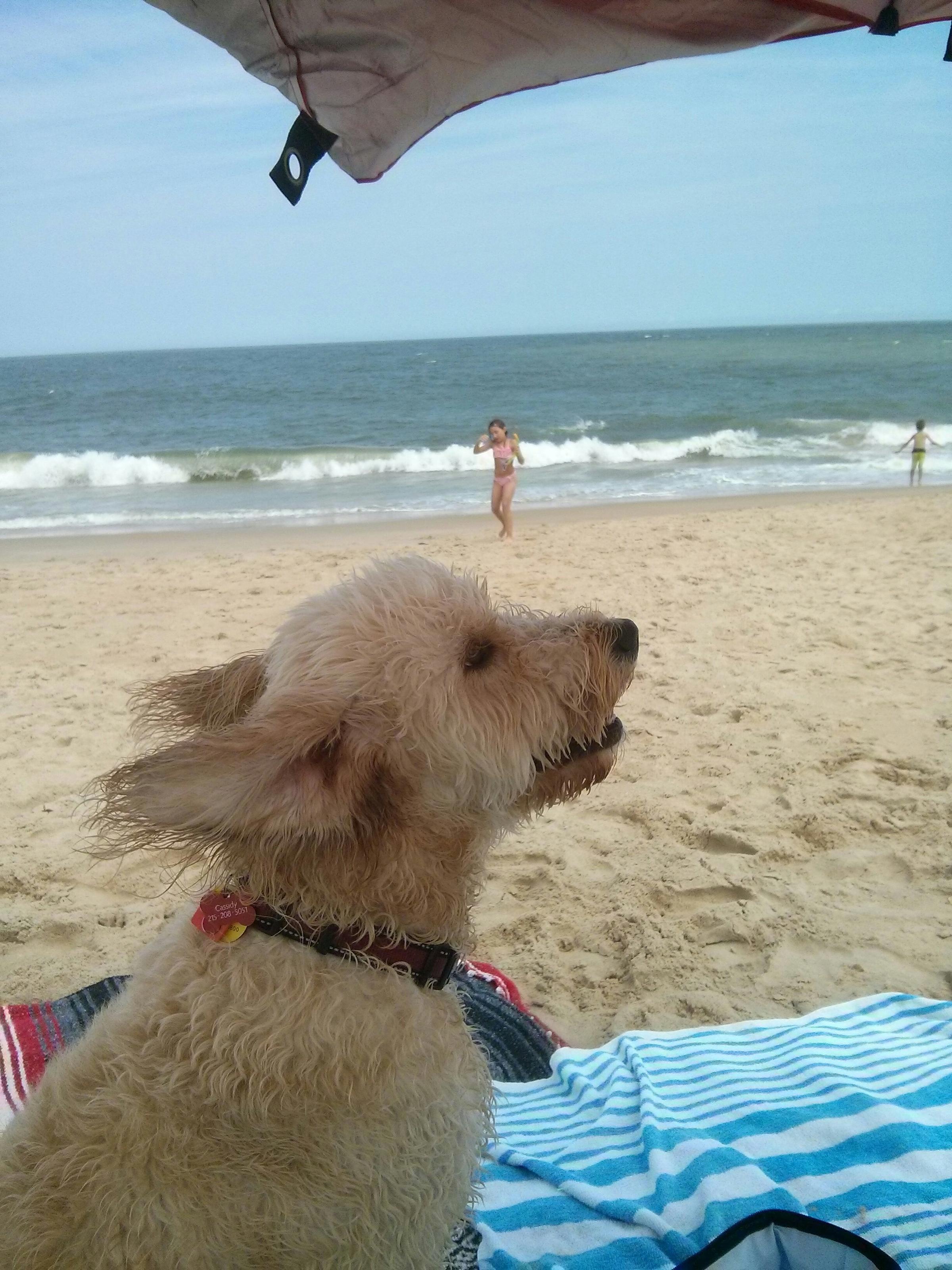 are dogs allowed in cape henlopen state park