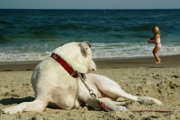 Dog Friendly Beaches In Fenwick Island De Bringfido