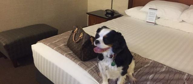 Dog Friendly Champaign Il Bringfido