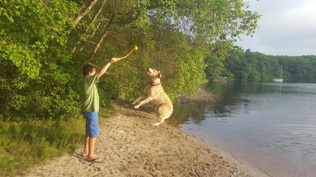 Fresh Pond Dog Park