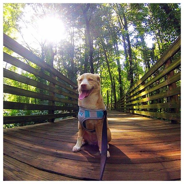 Dog Friendly Hiking Trails In Tampa Fl Bringfido