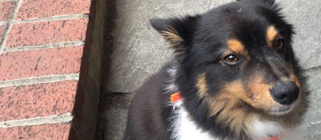Dog Friendly Kittery Me Bringfido