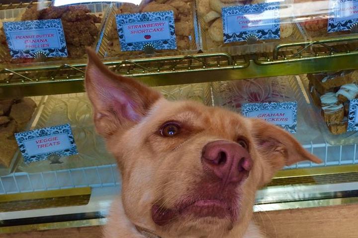 Pet Friendly Redbones Dog Bakery and Boutique