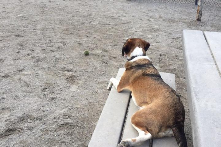 Pet Friendly Nunziato Field Dog Park