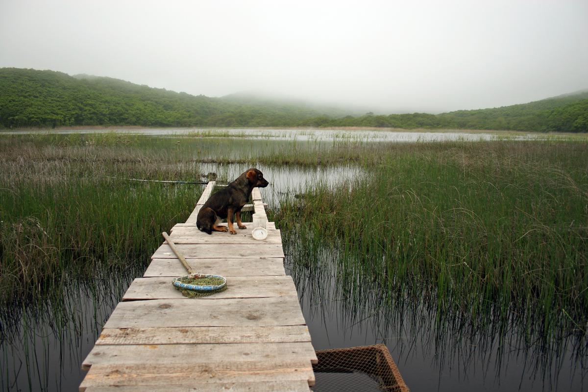 Dog Friendly Chincoteague Island, VA