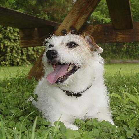 Dog Friendly Hotel Near Fort Worth Tx Dog Friendly Hotel Near Fort Worth Tx