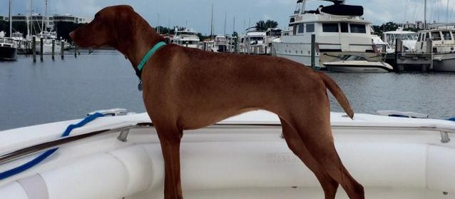 Dog Friendly Longboat Key, FL