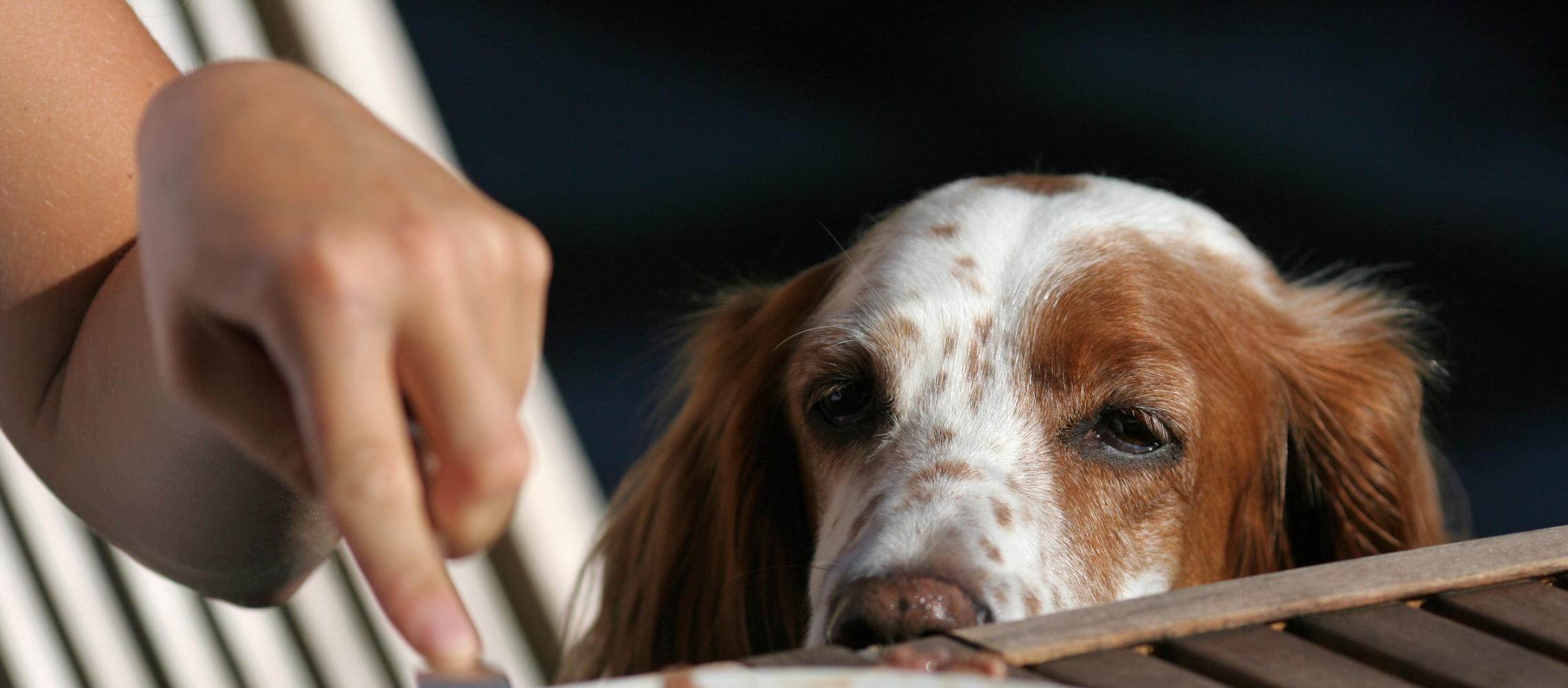 Dog Friendly Norway