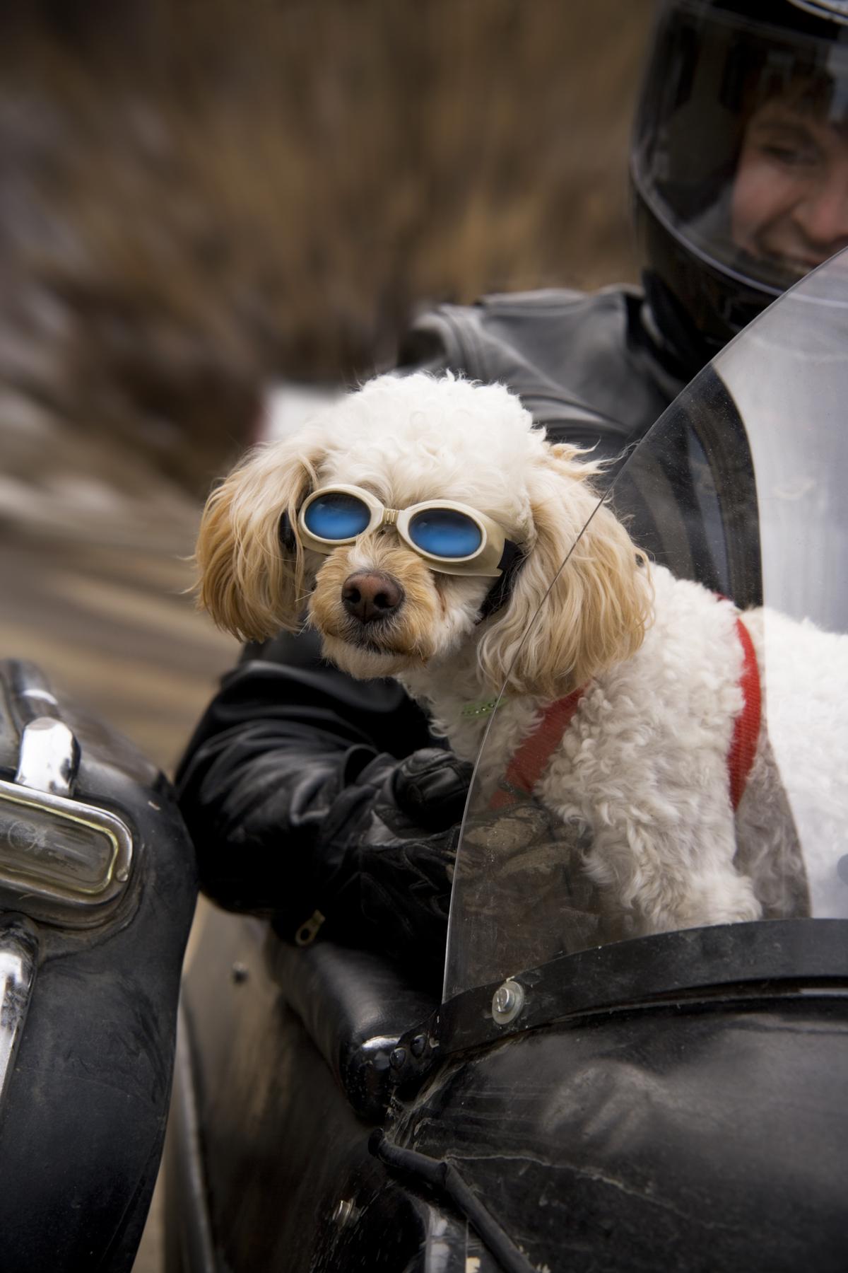 Dog Friendly Sturgis, SD Bring Fido