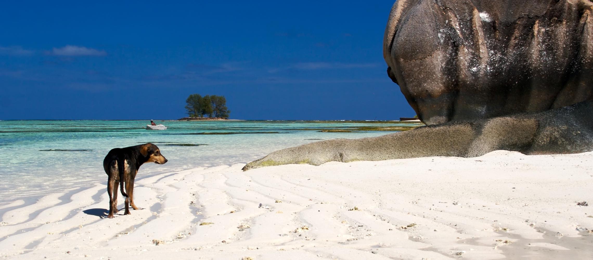 Dog Friendly Seychelles