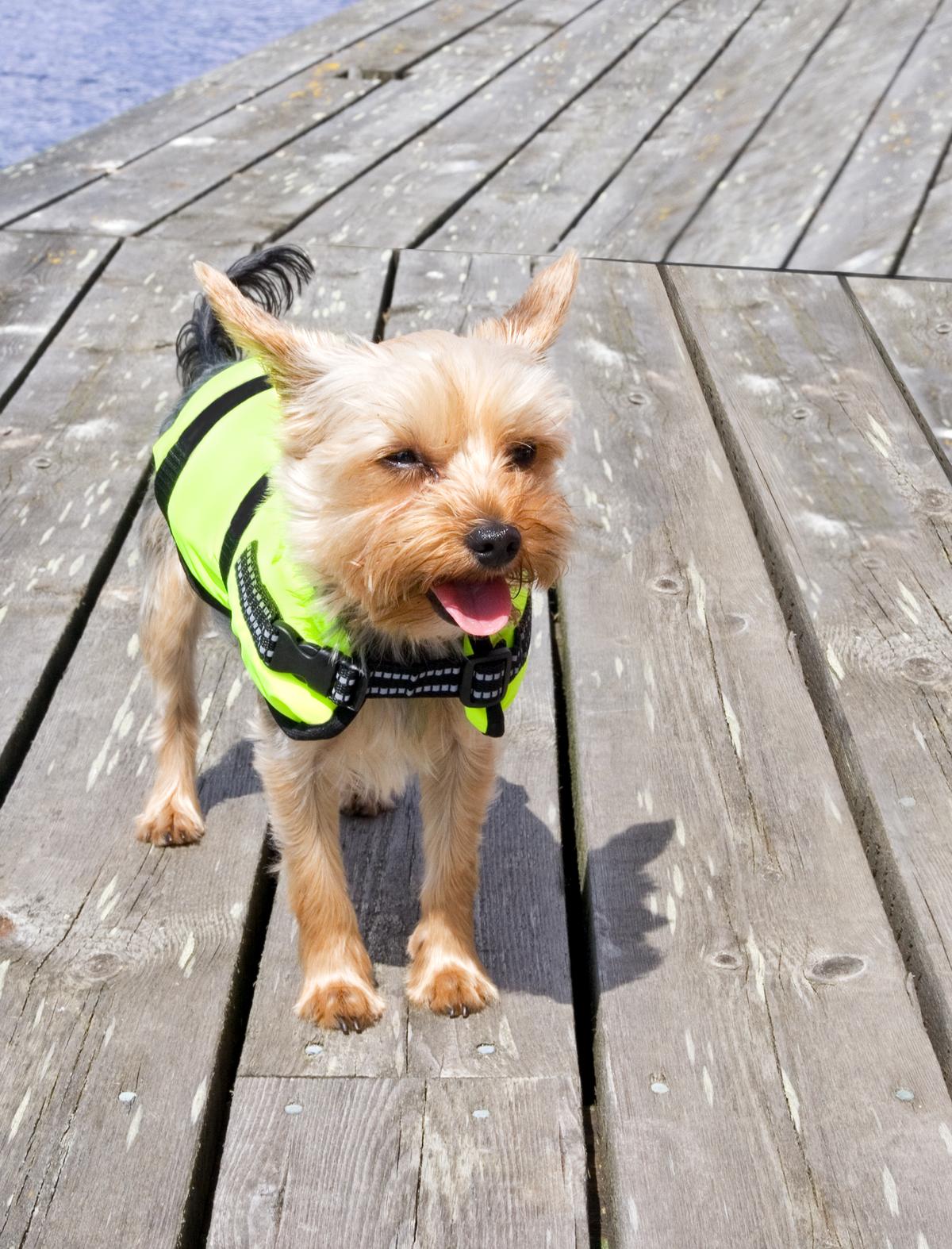 Dog Friendly Activities In Victoria Bc Bringfido