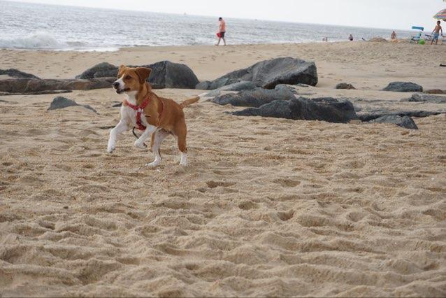 are dogs allowed in cape henlopen state park