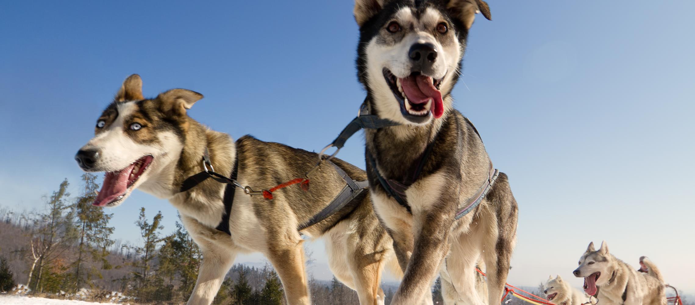 Dog Friendly Yukon