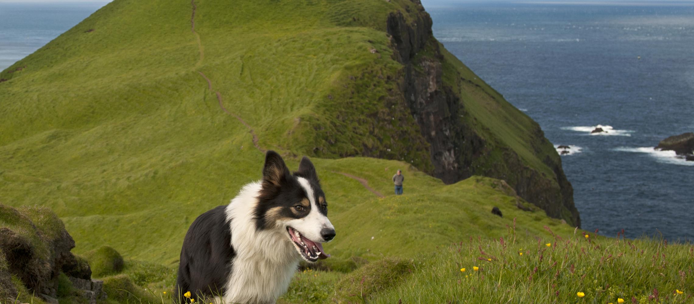 Dog Friendly Faroe Islands