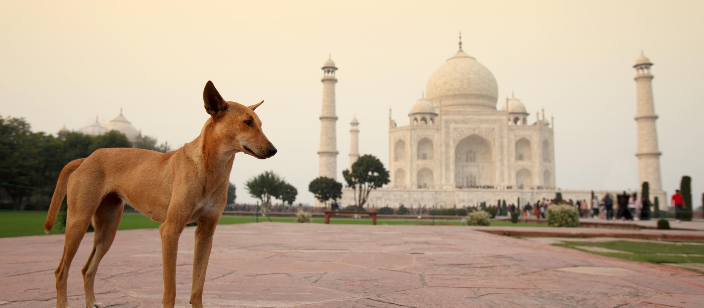 Dog Friendly India
