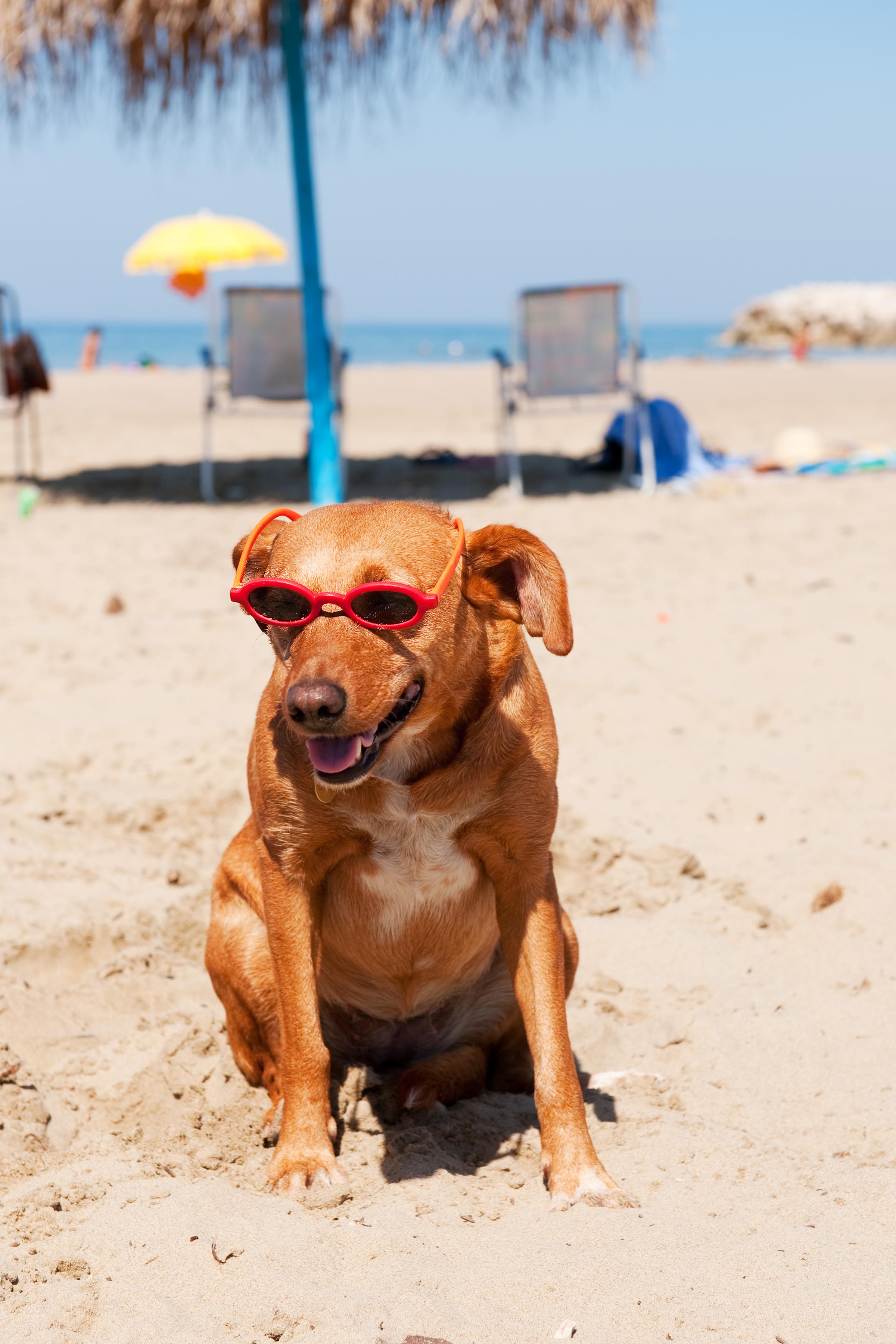 Dog Friendly Beaches in Galveston, TX - BringFido