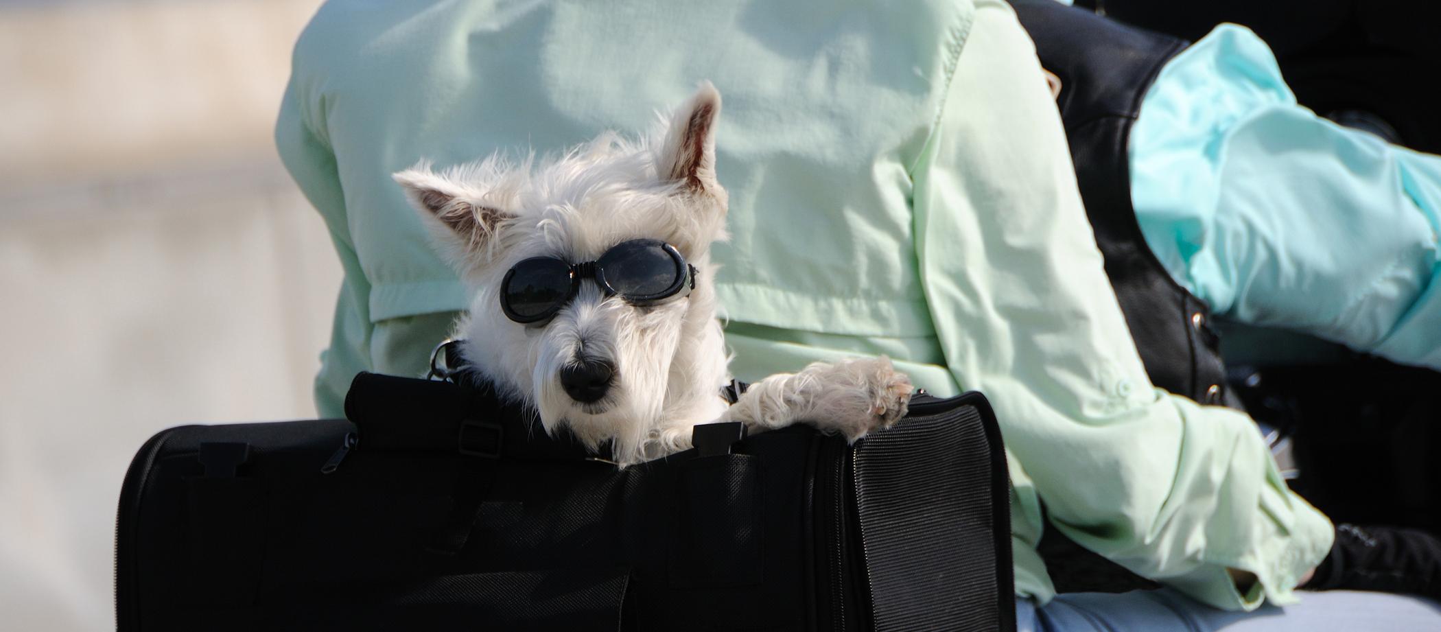 Dog Friendly Laconia, NH