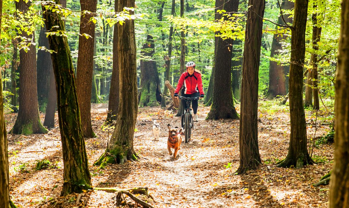 Dog Friendly Forks, WA BringFido