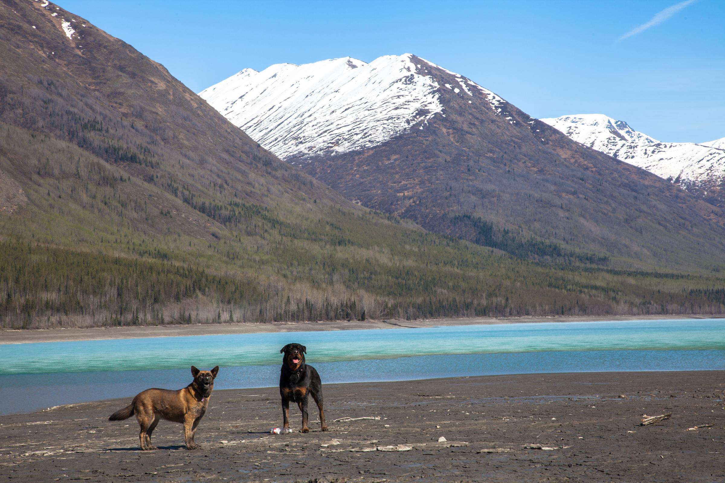 Dog Friendly Gustavus Ak Bringfido