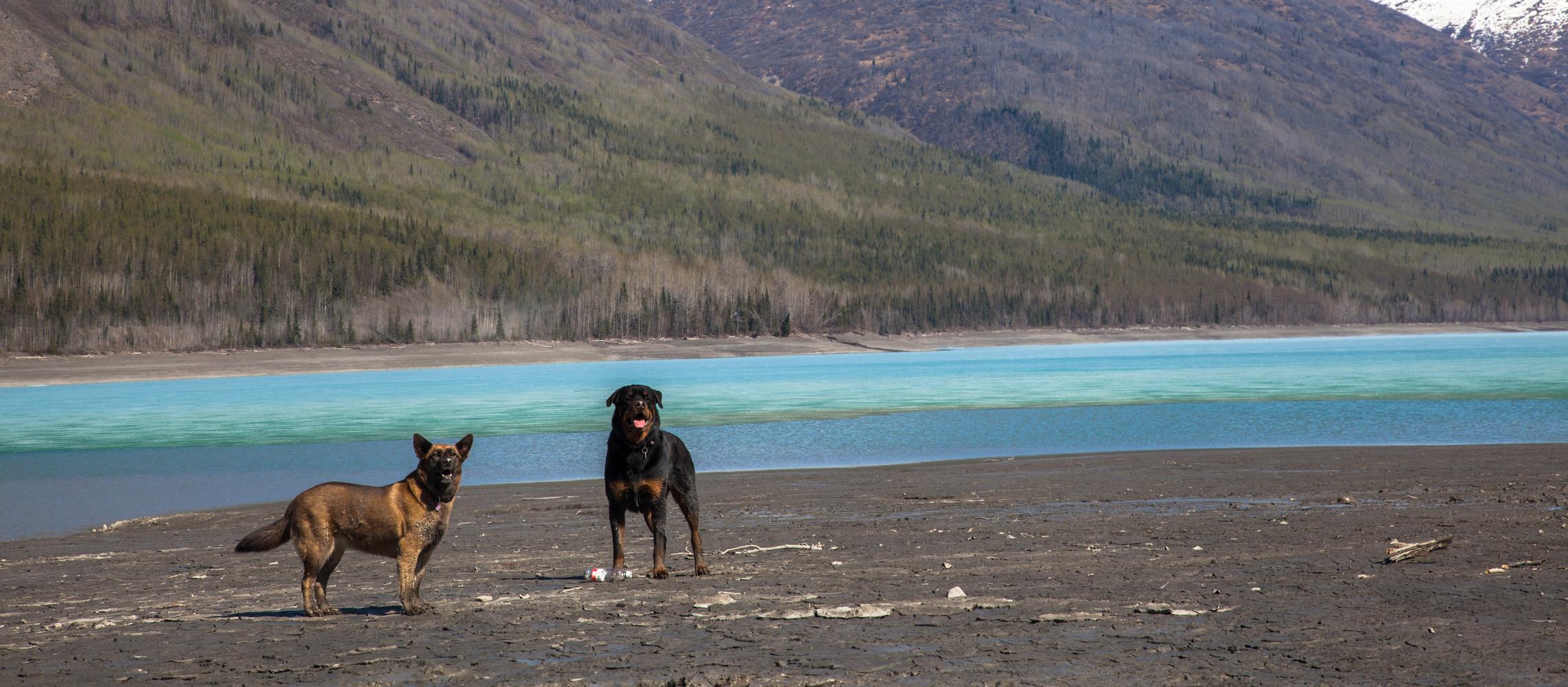 Dog Friendly Gustavus, AK