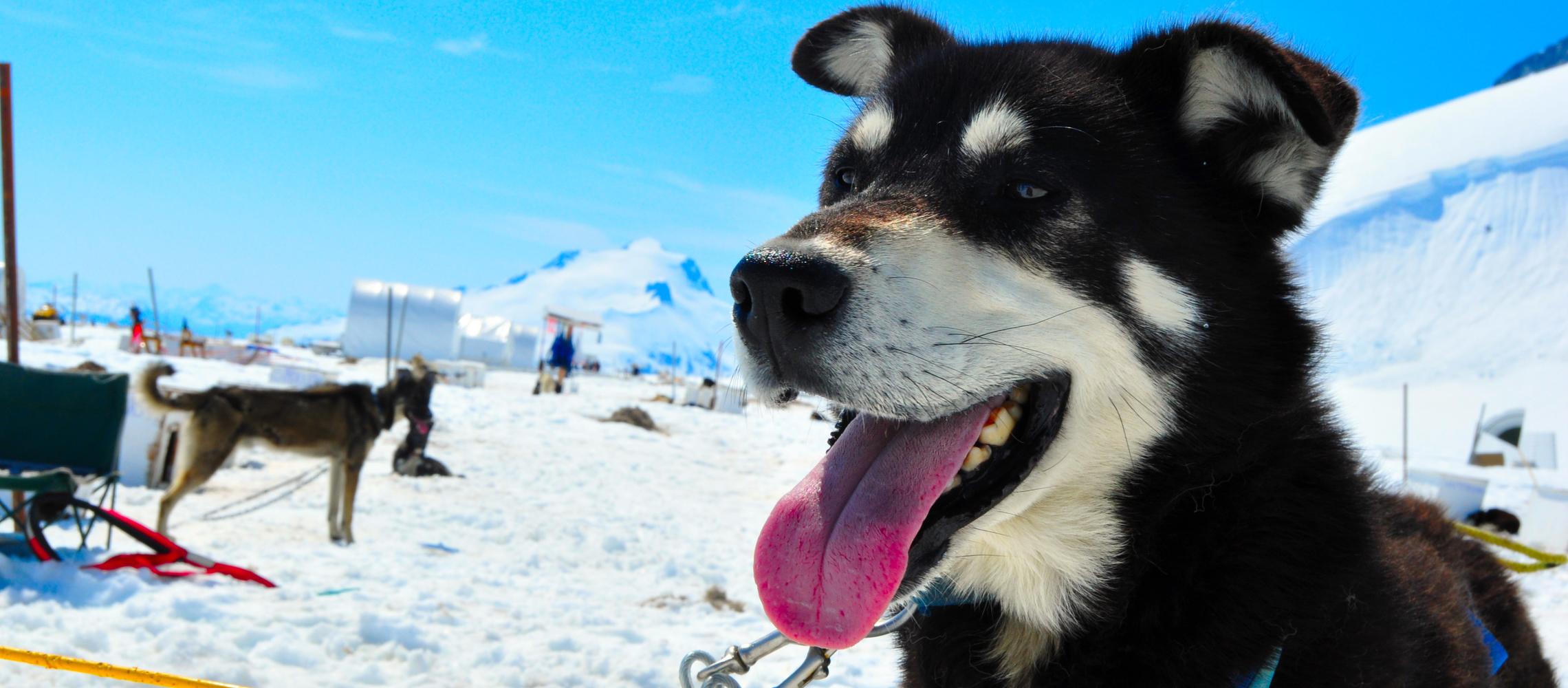 Dog Friendly Palmer, AK