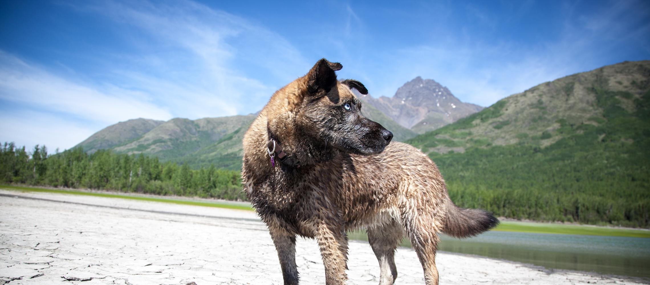 Dog Friendly Soldotna, AK
