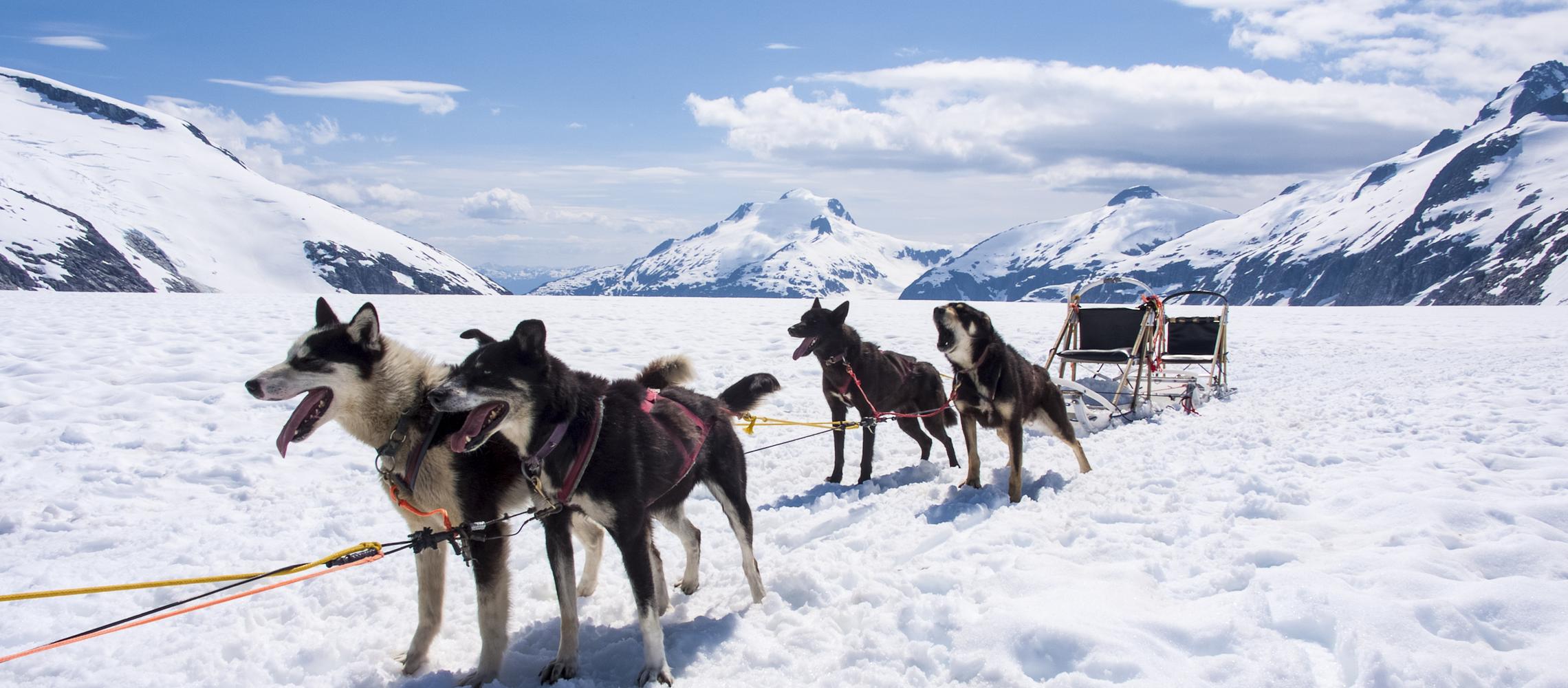 Dog Friendly Talkeetna, AK