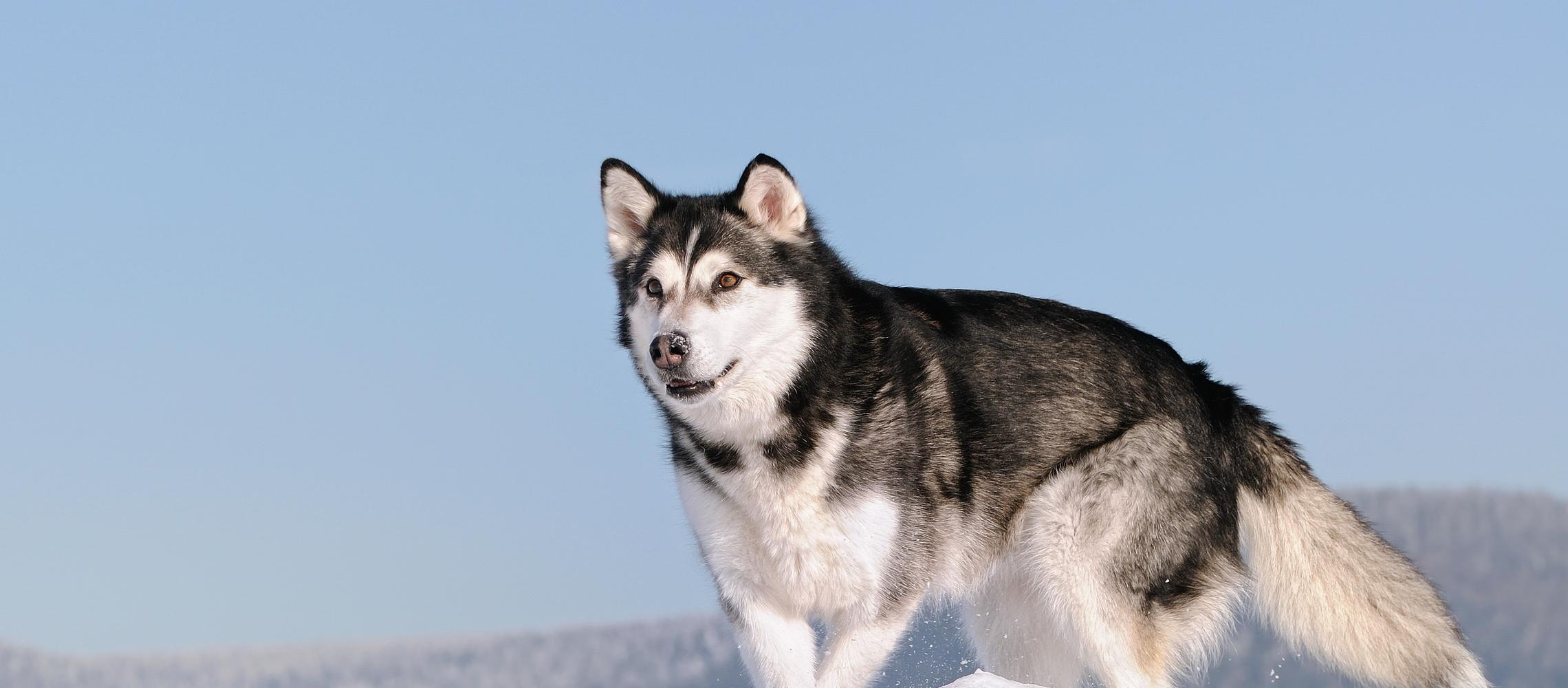 Dog Friendly Wrangell, AK