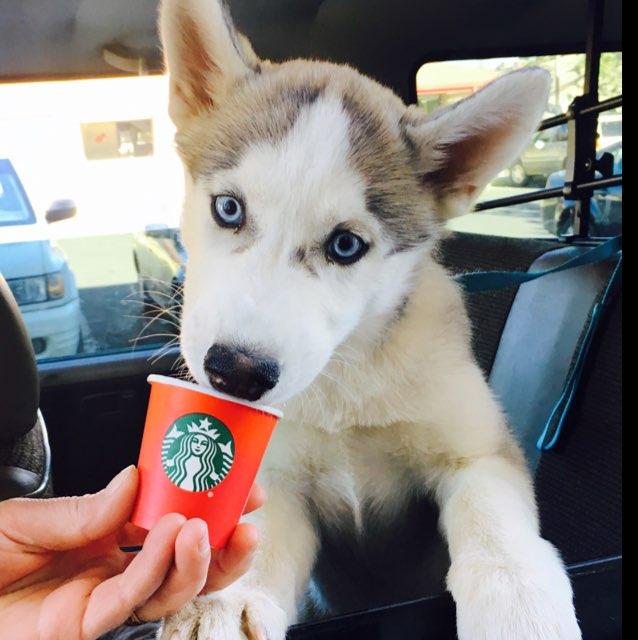 Pet Friendly Starbucks Bayside