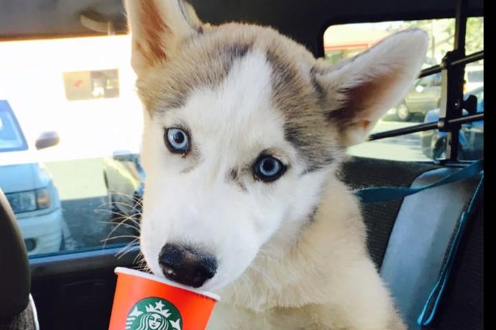 Pet Friendly Starbucks Destin