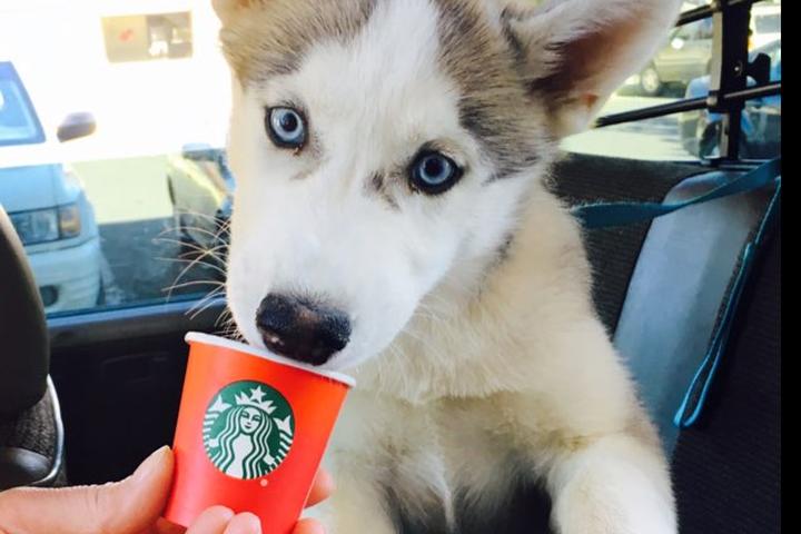 Top 5 Dog Friendly Restaurants In Post Falls, ID - gmedia