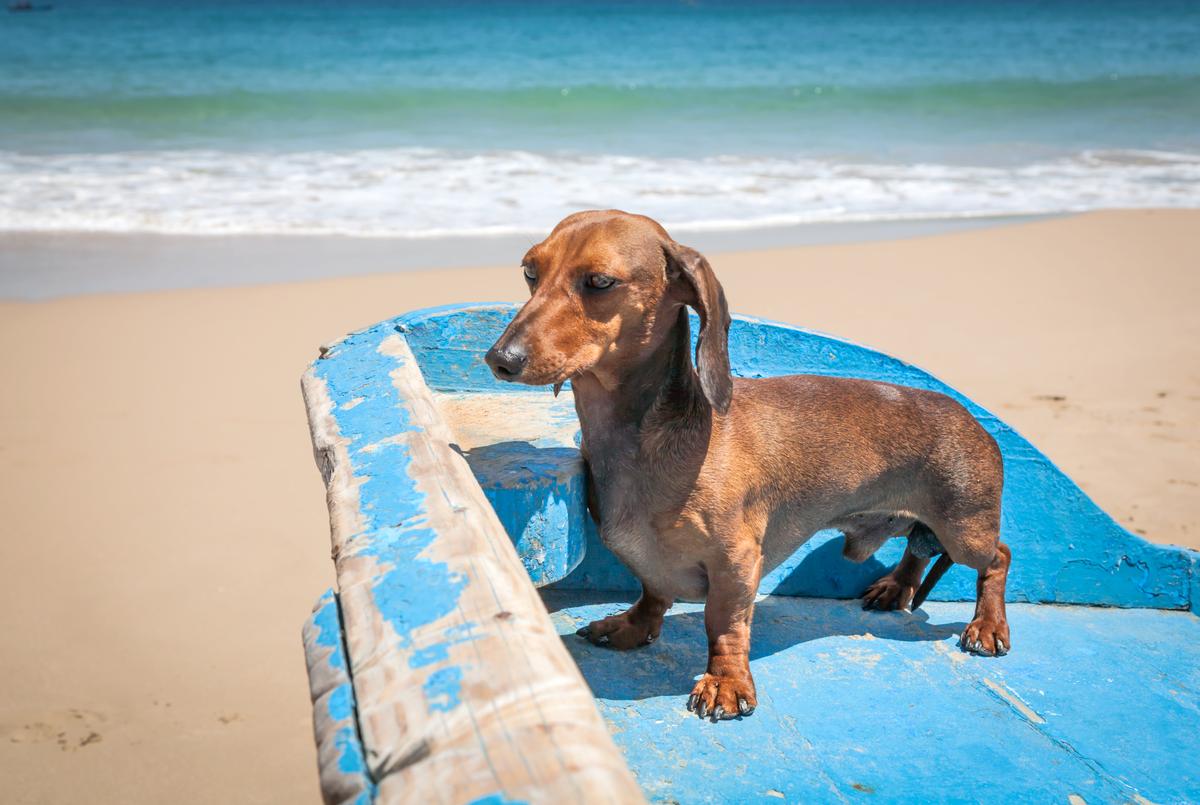 Traveling to Puerto Rico With a Dog: Ultimate Pet-Friendly Guide