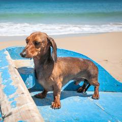 Traveling to Puerto Rico With a Dog: Ultimate Pet-Friendly Guide