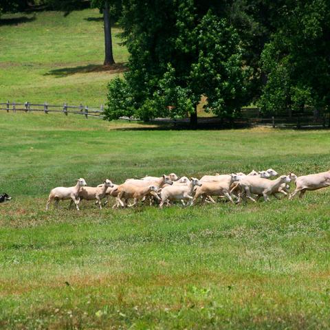 Dog Friendly Alabama