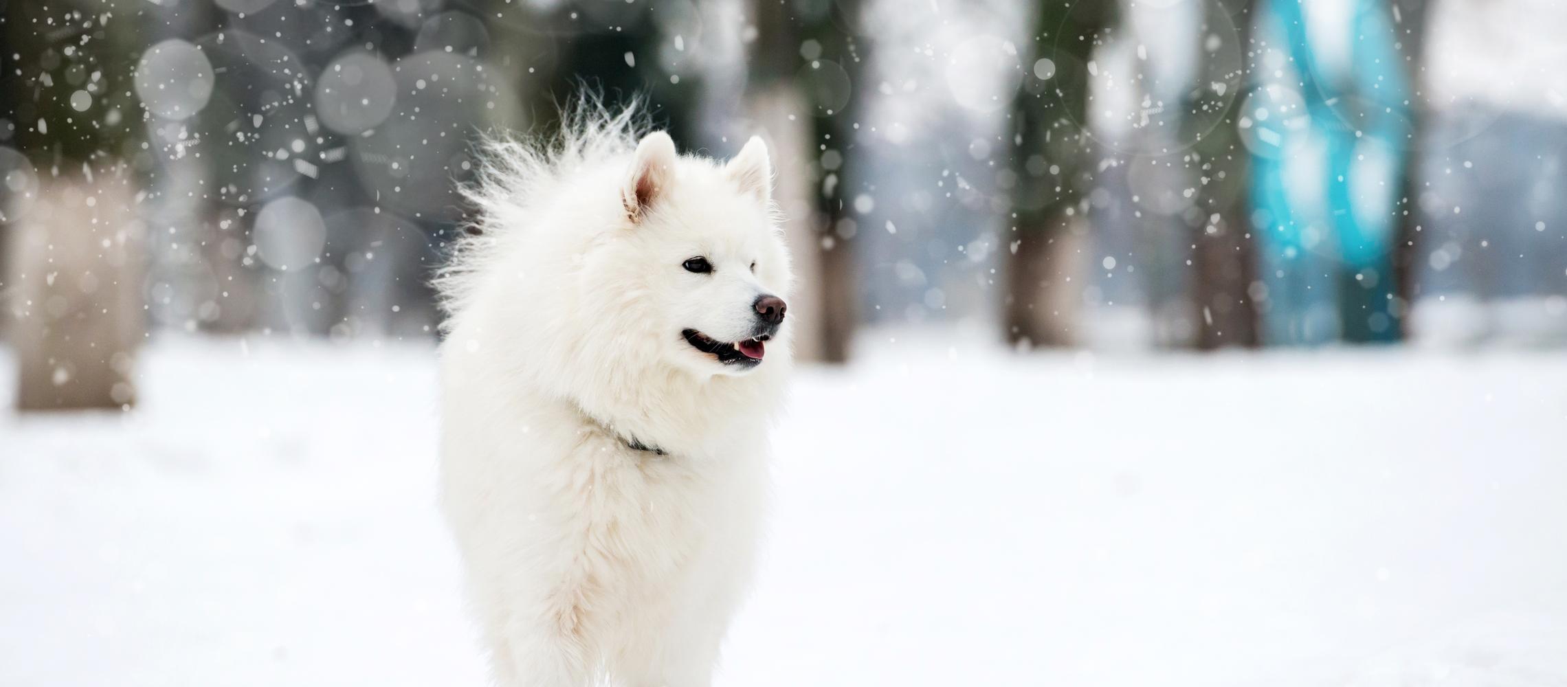 Dog Friendly Kodiak, AK