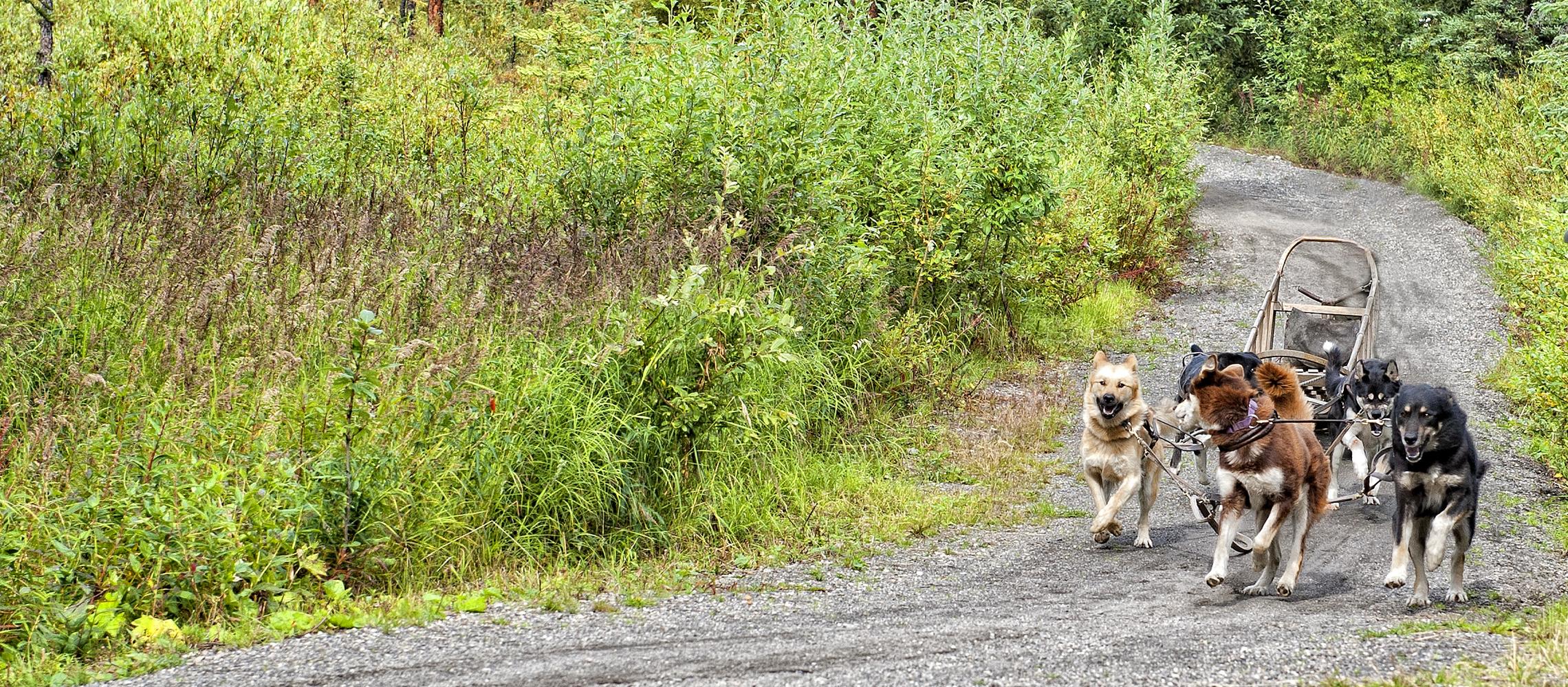 Dog Friendly Ninilchik, AK