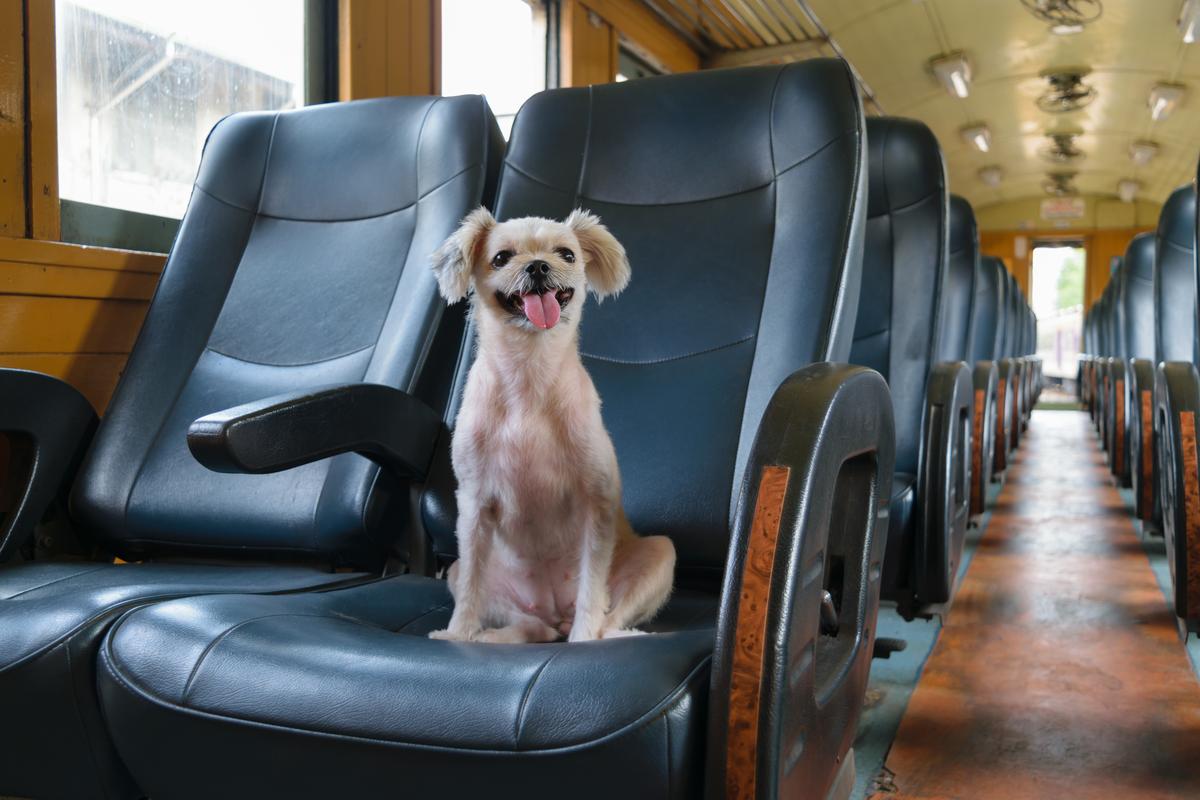 are dogs allowed on trains in switzerland