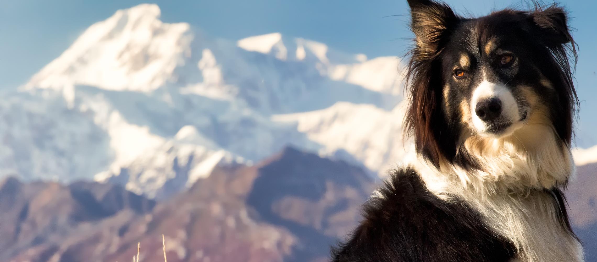 Dog Friendly Cantwell, AK