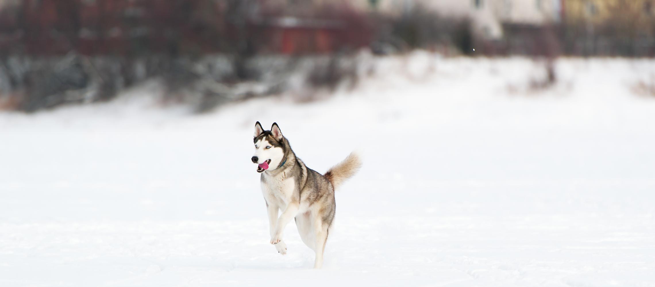 Dog Friendly Nenana, AK