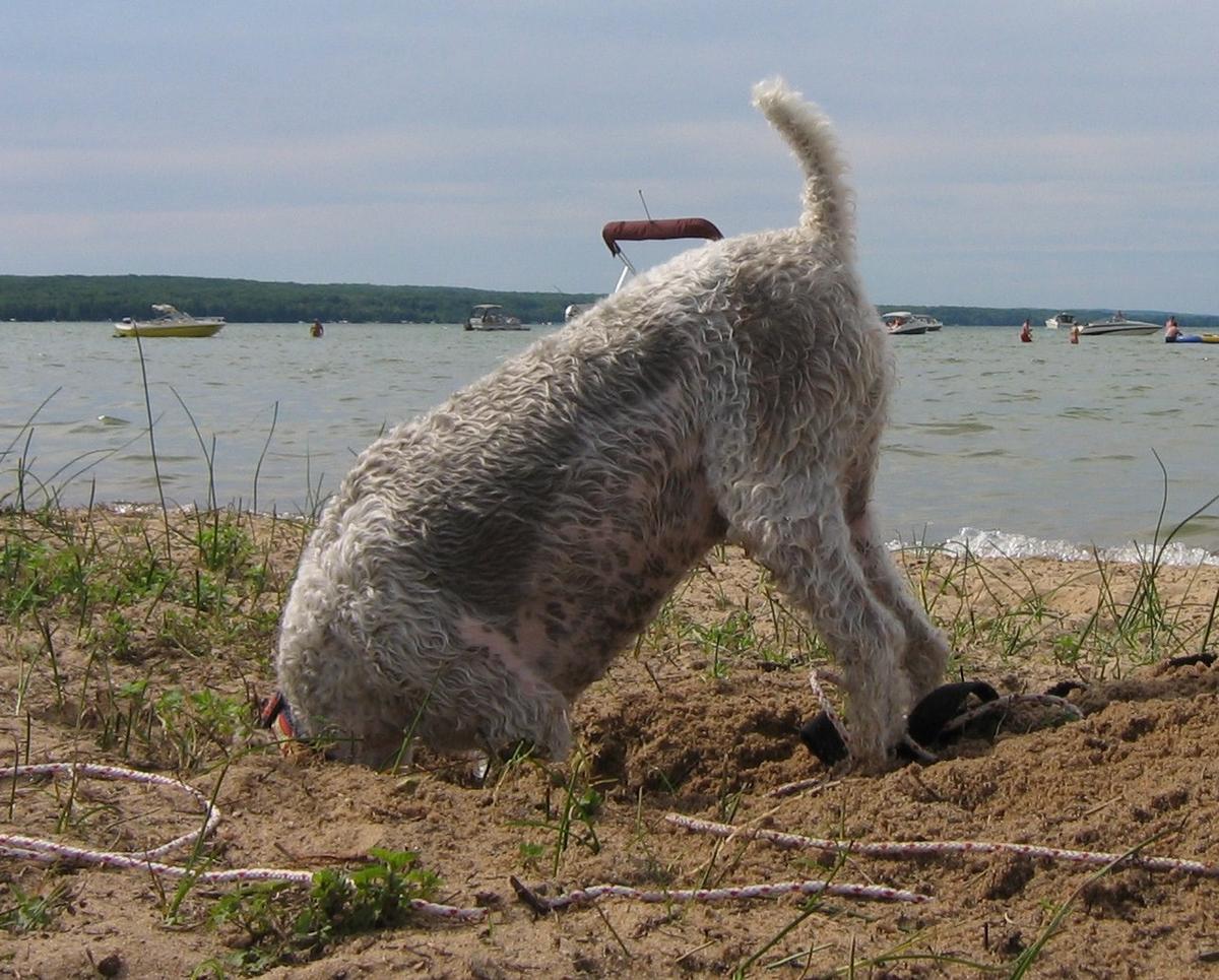 Casey at Burt Lake State Park