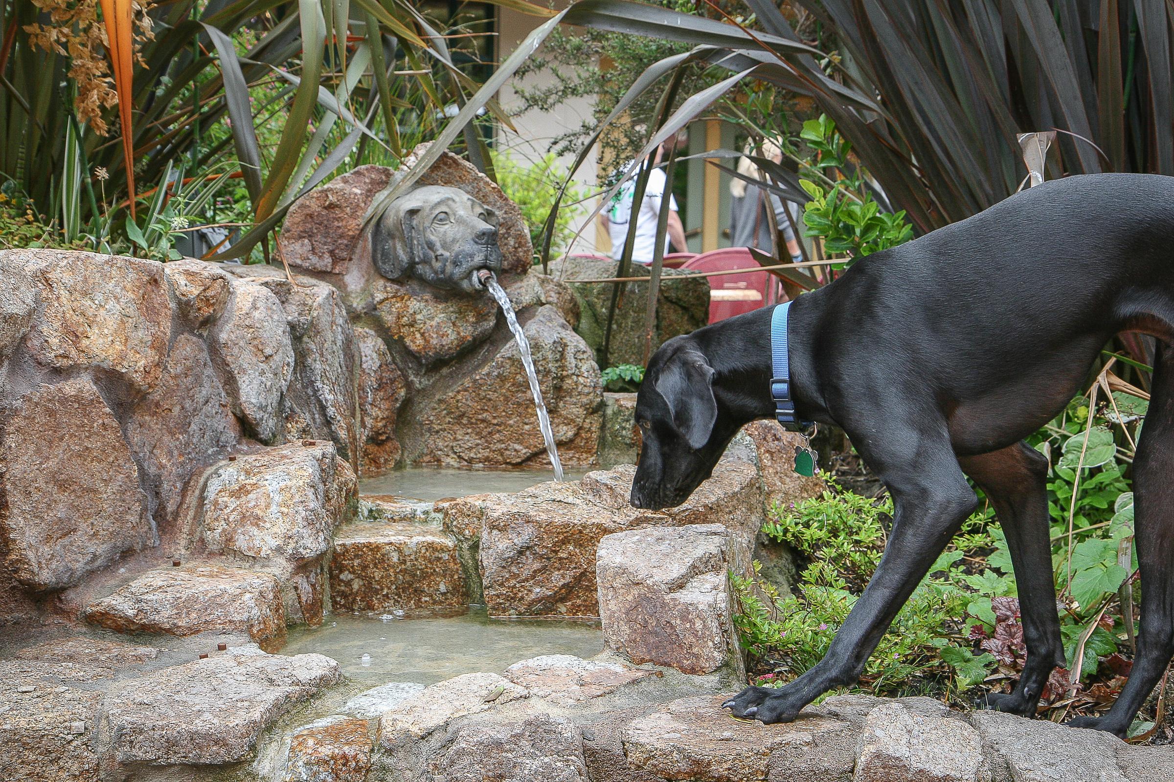 Pet Friendly Carmel Plaza and Fountain of Woof