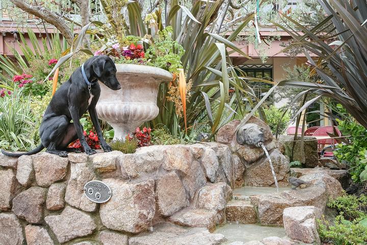 Pet Friendly Carmel Plaza and Fountain of Woof