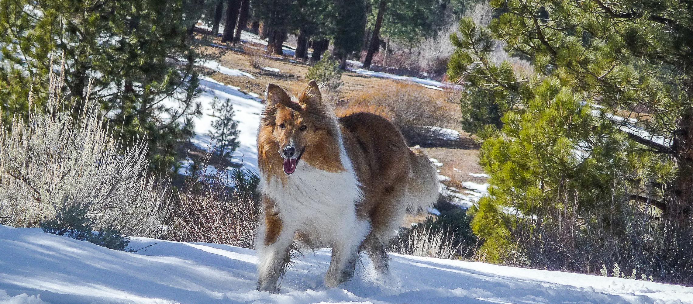 Dog Friendly Hope Valley, CA