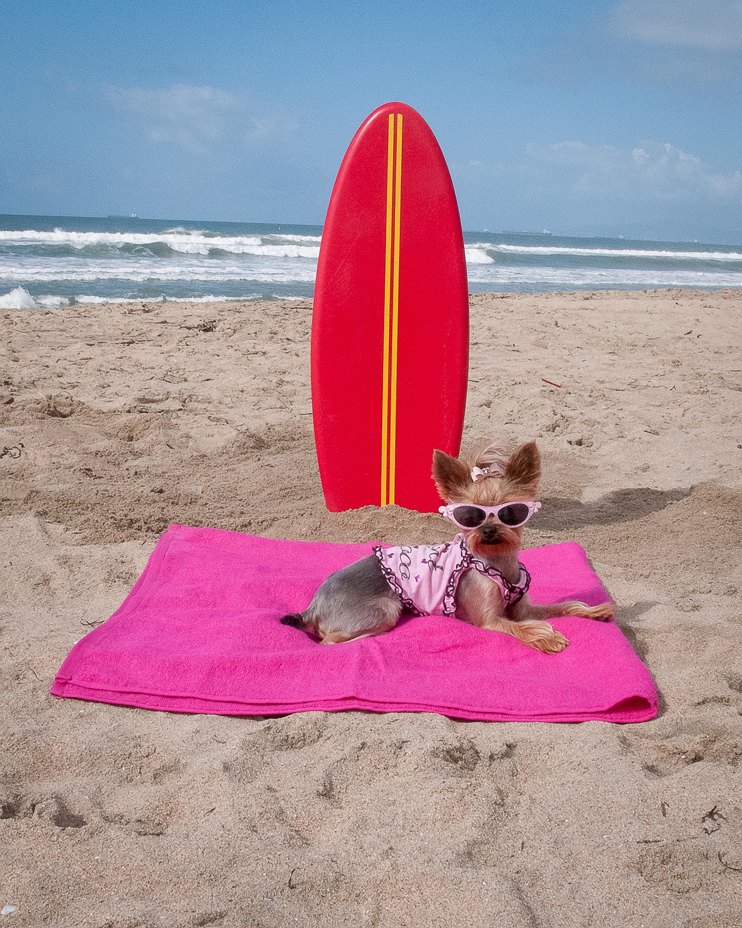 Can You Bring Dogs To Huntington Beach