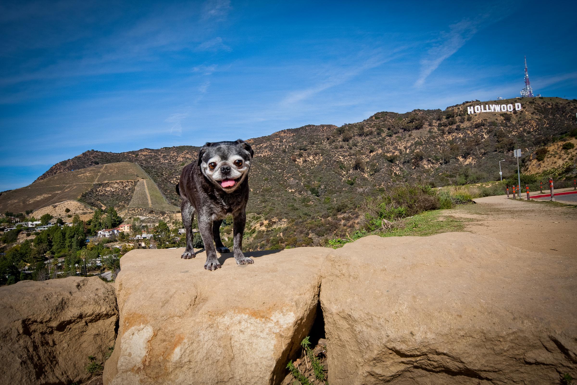 Are Dogs Allowed At Hollywood