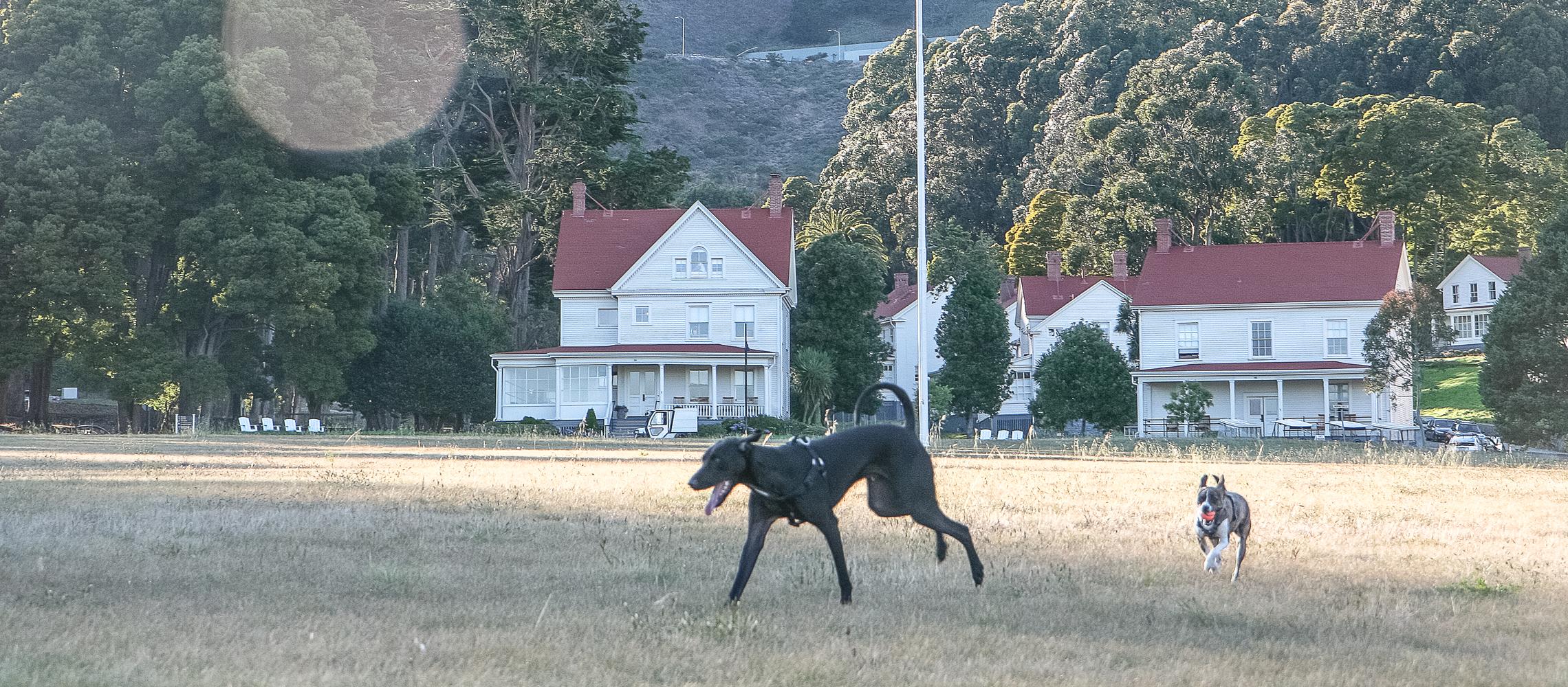 Dog Friendly Sausalito, CA