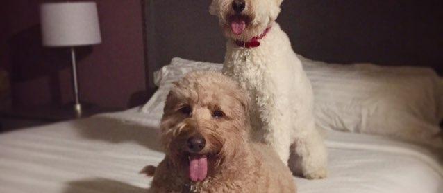 Dog Friendly Santee, SC
