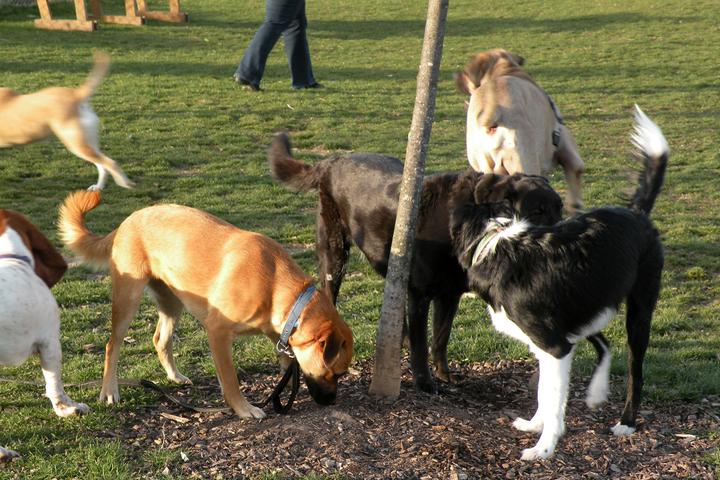 Pet Friendly Jager & Friends Dog Park