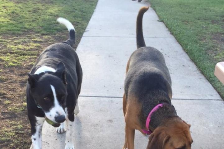 Pet Friendly Dog Park at George Bellis Park