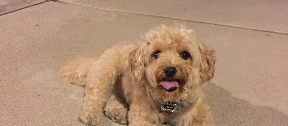 Dog Friendly Monterey Park, CA